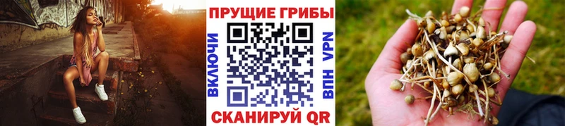 Псилоцибиновые грибы GOLDEN TEACHER  Мураши 